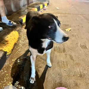 Found: Black and White Female Indie Dog from Bandra Water field road