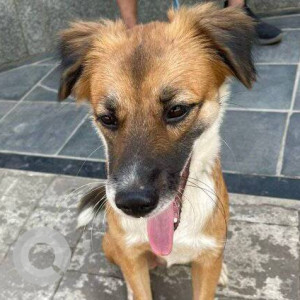 Found: Brown Not Available Indie mix Dog from Bandra/Khar