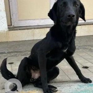 Found: Black Female Labrador (Mix) Dog from Banjara layout, Horamavu