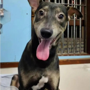 Missing: Black Male Indie Dog from Chowpatty Reliance Foundation Hospital