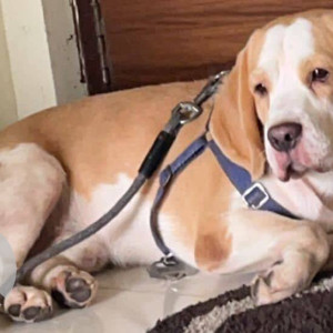 Found: White-Brown Mix Male Beagle Dog from Ghatkopar West