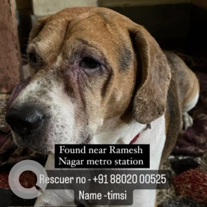 Found: White-Brown Mix Male Beagle Dog from Ramesh Nagar Metro Station