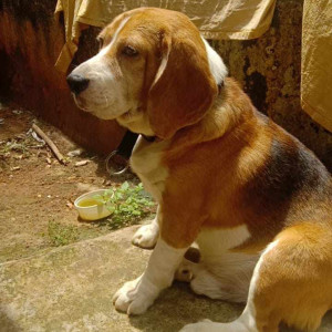 Missing: White-Brown Mix Male Beagle Dog from Railway Parallel Road, Malleshwaram