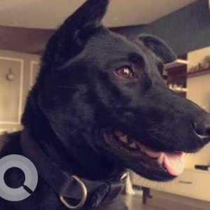Missing: Black Female Labrador Dog from Sector 19, Main Mathura Road
