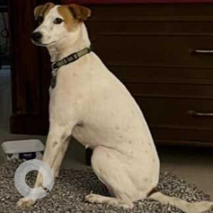 Missing: White-Brown Mix Female Indie (mix) Dog from ICAR Bureau of Agriculture Insects Resources, Yelankha