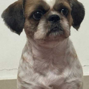 Missing: White-Brown Mix Male Shih Tzu Dog from Ganapathy Syndicate Colony near Neelam Supermarket, Semmancheri