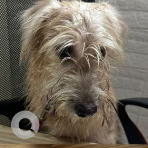 Found: White-Brown Mix Female Poddle Dog from Subhash Nagar, Chembur, Mumbai