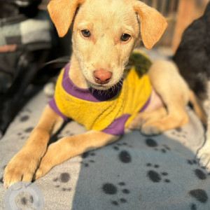 Missing: White Male Indie Dog from Ramlila ground PU block, Delhi