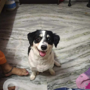 Missing: Black and White Female Pomeranian Dog from Bhagat Singh park yamuna vihar North east Delhi