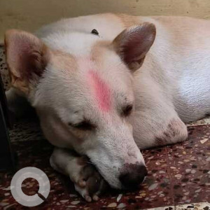 Missing: White Male Indie Dog from Ameerpet Near Image hospital