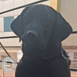 Missing: Black Male Labrador Dog from Hoskerehalli Bus Stop