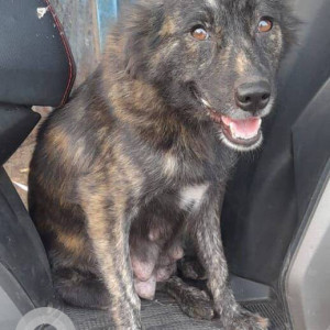 Missing: Black and Brown Female Indie Dog from D.L Vaidya Road Beside Cosmos Bank Dadar