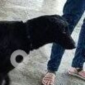 Found: Black Male Indie Dog from Bhandup Station platform no 2