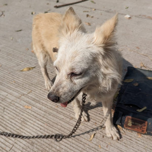 Found: White Male Pomeranian Dog from Ambha Bhawani, Kukatpally