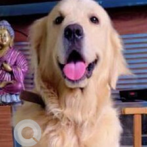 Missing: Brown Male Golden Retriever Dog from Saligramam