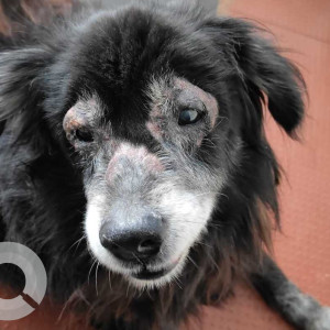 Missing: Black Male Kokoni Dog from P Nagar, near Rameshwaram Cafe