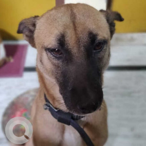 Missing: Brown Male Indie Dog from Sector 14, Indira Nagar, near RLB School, Lucknow