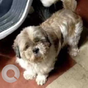 Missing: White-Brown Mix Male  ShihTzu Dog from Vyalikaval & Palace Guttahalli Surroundings