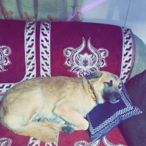 Missing: Brown Male Indie and Shepard mix breed Dog from Sector 6, Kalamboli, Navi Mumbai