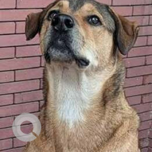Missing: Brown Male Indie Dog from Amar Colony, Lajpat Nagar IV, New Delhi