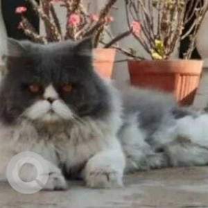 Missing: White and Grey Male Persian Cat from Jayanagar 4th Block, Dominos
