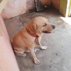 Missing: Brown Male Labrador Retriever Dog from GKM college road, Near sun Jupiter international school,JP nagar jaraganahalli