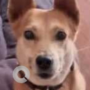 Missing: Brown Male Indie Dog from Blue Beach Road, Off ECR, Neelankarai, Chennai