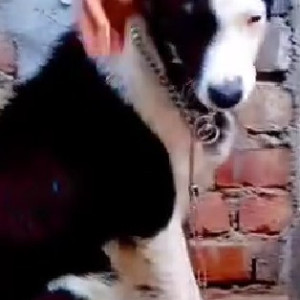 Missing: Black and White Female Indie Dog from Shani Bazar Road, Gali No. 3, B-Block Prem Nagar
