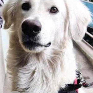 Found: White Male White Retriever Dog from Ulsoor, Bangalore