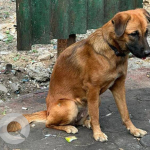 Black and Brown Female Indie (mix) Dog is Found from Malad west next to toyota showroom in front of 4th dimension building