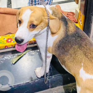Missing: Black and White Male Beagle Dog from Chaitanyapuri, Shivaji Statue Lane