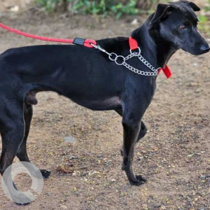 Black Male Indie Dog is Missing from Pragathi Nagar