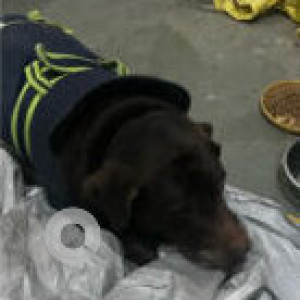 Black Male Labrador Dog is Found from Buttercup bungalow, gomti nagar