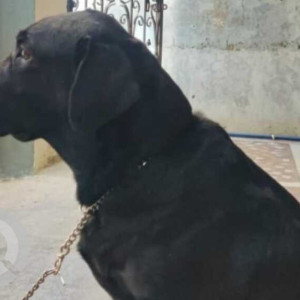 Black Male Labrador Dog is Found from Narsingi