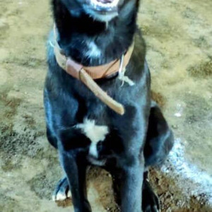 Blackie is missing from Shivaji Park Dadar