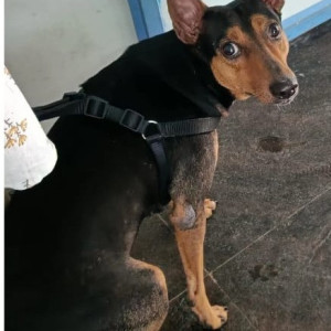 Missing: Black and Brown Female Indie Dog from Anna Pillai Street
