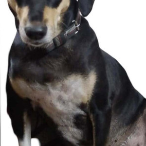 Blacky is missing from Phase-7, Mohali
