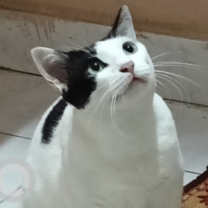 Missing: White Female Indie Cat from Brindavan street extension West mambalam