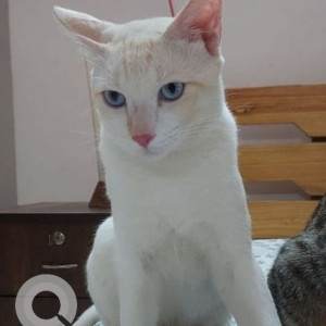 Missing: White Male Indie Cat from Cambridge Layout, Bangalore
