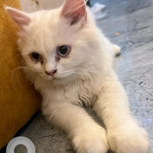 White Female Persian cat is Missing from Pioneer school , Akurli cross road no 3 nearby kalptaru tower, Kandivali East