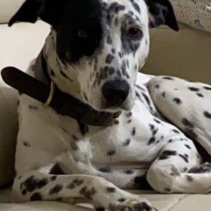 Missing: Black and White Female Dalmatian Dog from Saravana esplanade Yeswantpur