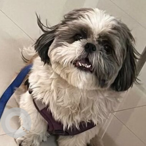 Missing: Black and White Male Shih Tzu Dog from Bangalore International School, Uttarahalli