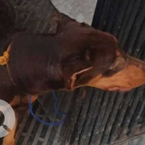 Missing: Black and Brown Male Doberman Dog from BM Reddy Sagar complex road