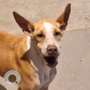Found: White-Brown Mix Female Indie Dog from Near sunder Nagar Garden , Malad West
