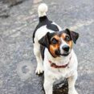 Missing: Black and White Male Jack russell terrier Dog from 9th cross Vishwapriya layout, Begur, Bengaluru, Karnataka