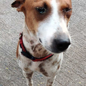 Found: White-Brown Mix Male Indie Dog from Gorai-1 area of Borivali West
