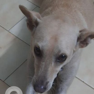 Missing: White Female Indie Dog from 27th Cross, Besant Nagar, Chennai