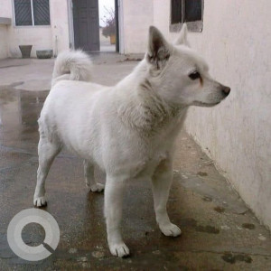 Missing: White Male Indian Spitz/Pomeranian Dog from Aya Nagar, New Delhi