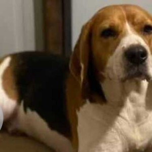 Missing: White-Brown Mix Male Beagle Dog from Chennai, Korattur