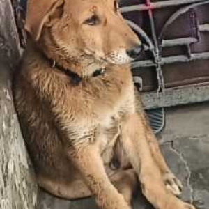 Missing: Brown Male Indie Dog from Chand cinema trilokpuri